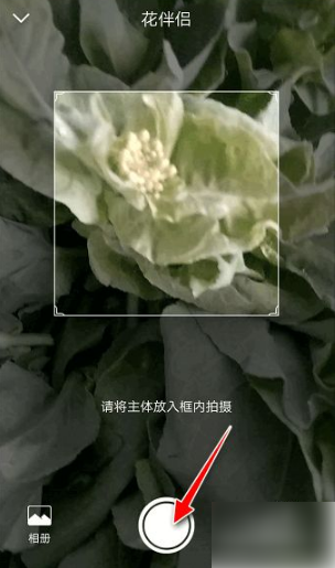 花伴侣怎么使用（如何使用花伴侣APP软件进行拍照识植物）