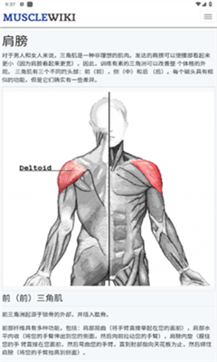 musclewiki肌肉健身截图2